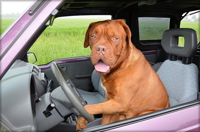 Photo of dog sitting in the driving seat of a car - owner driven to despair